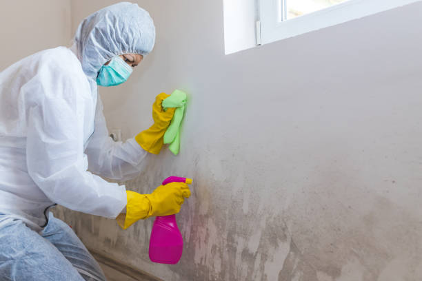 Best Mold Removal for HVAC Installations in Galena, OH