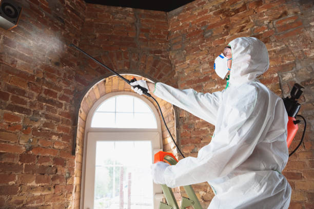 Best Black Mold Removal in Galena, OH